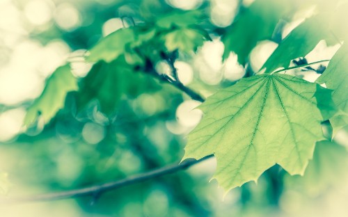 Image green leaves in tilt shift lens