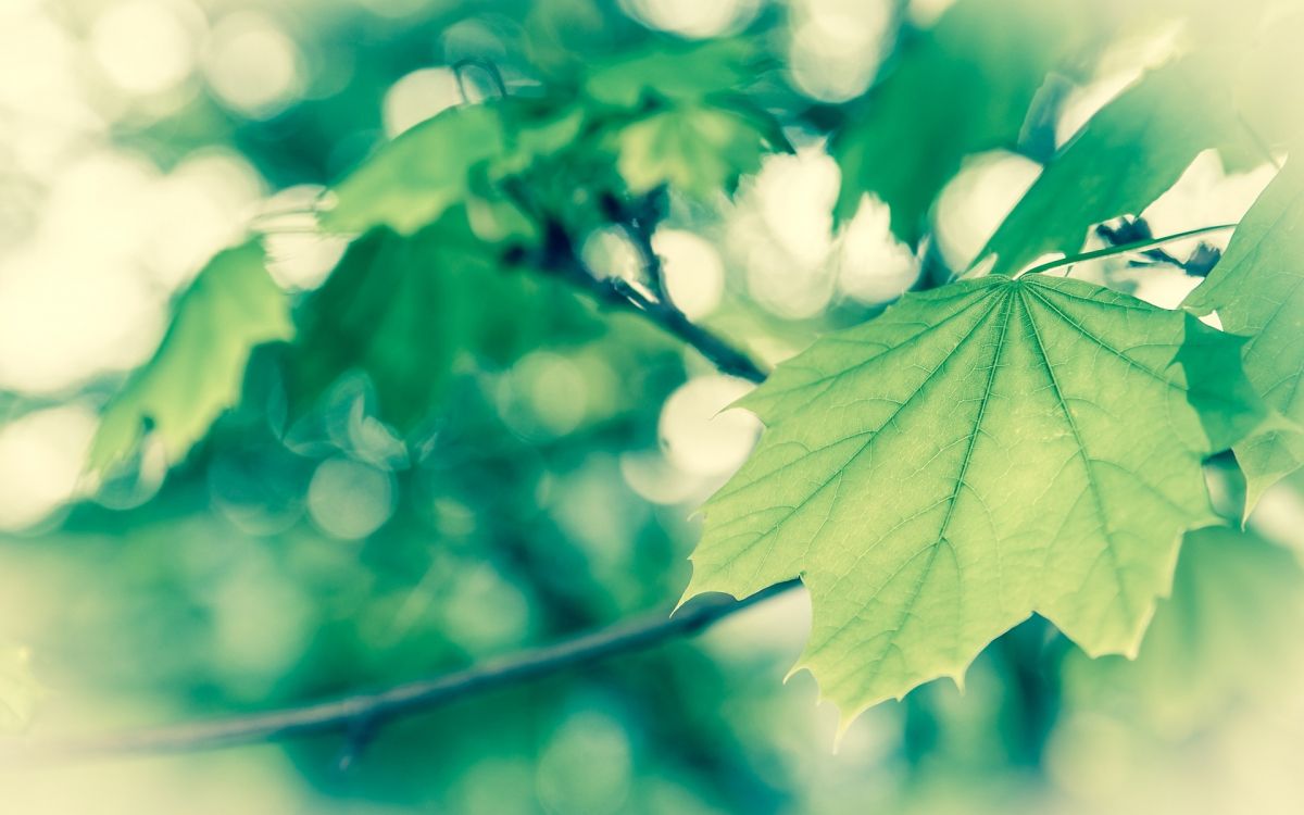 green leaves in tilt shift lens