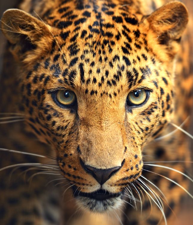 Brown and Black Leopard in Close up Photography. Wallpaper in 2136x2485 Resolution