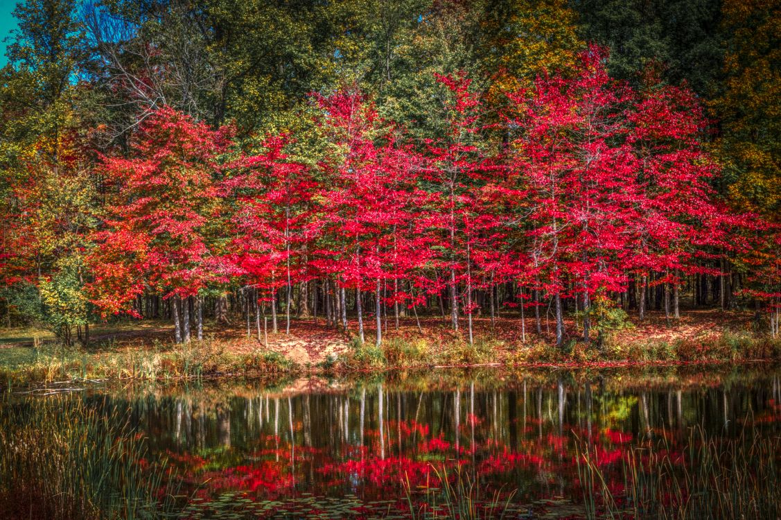 Rote Und Grüne Bäume am Fluss Tagsüber Beside. Wallpaper in 3000x1995 Resolution