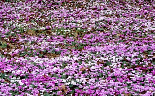 Image pink and white flower field during daytime