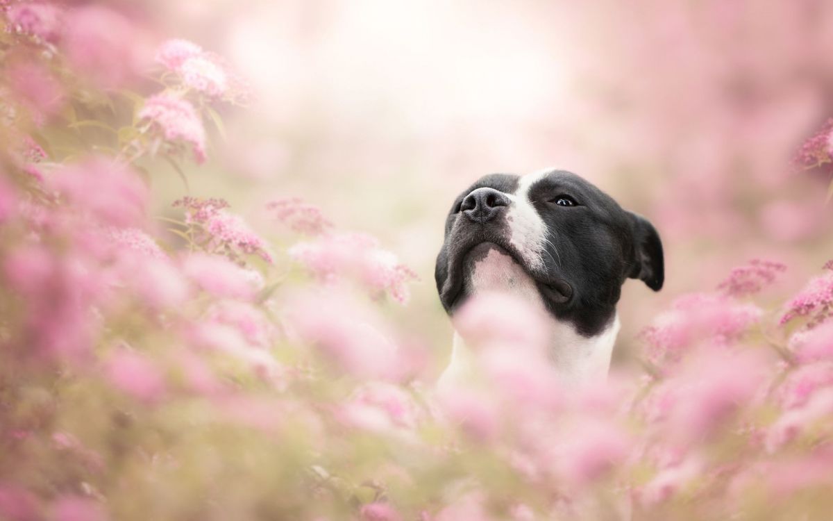 Hunderasse, Hund, Welpe, Hund Wie Säugetier, Rasse. Wallpaper in 2000x1250 Resolution