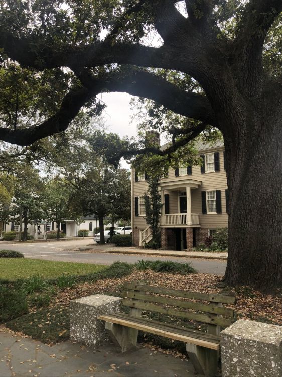 Baum, Branch, Woody Pflanze, Stamm, Laub. Wallpaper in 1536x2048 Resolution