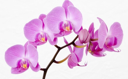 Image purple moth orchids in bloom