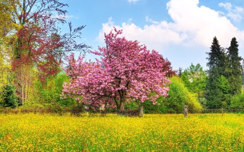 Image pink leaf tree on green grass field under blue sky during daytime