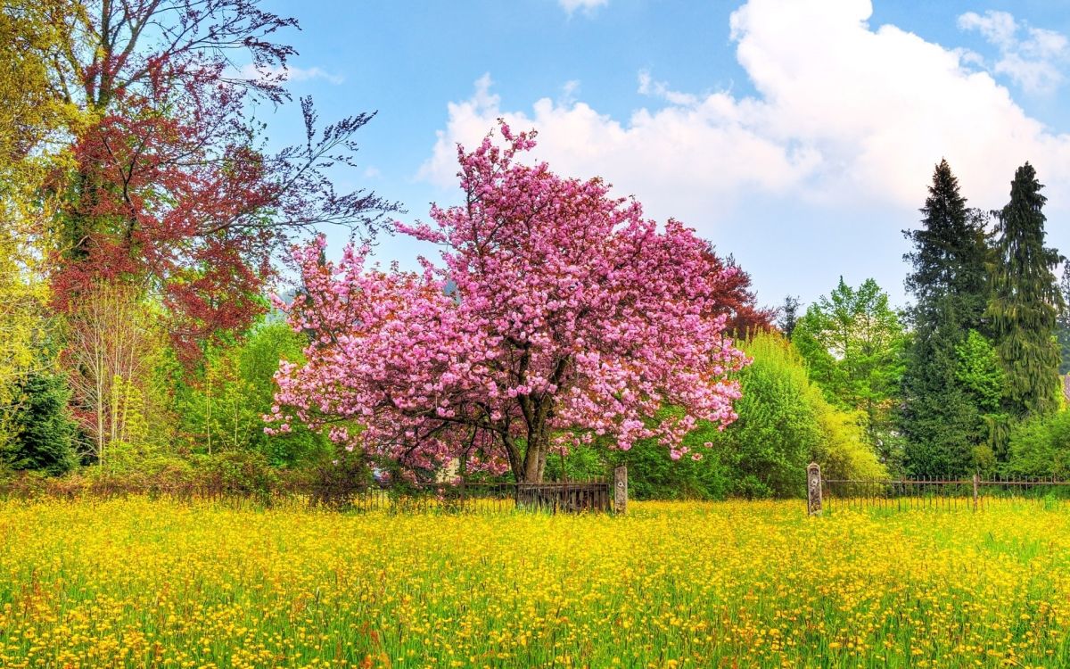 pink leaf tree on green grass field under blue sky during daytime