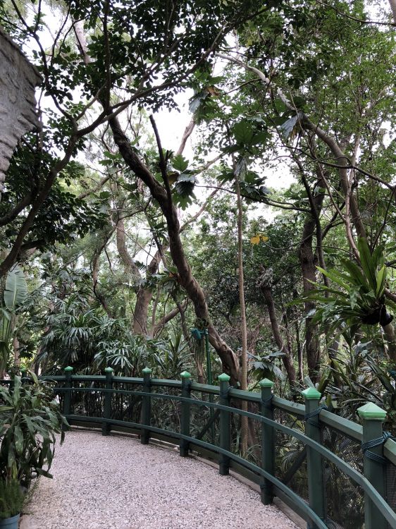 Maceta, Valla, Planta de Interior, Puente, Pasamanos. Wallpaper in 1536x2048 Resolution