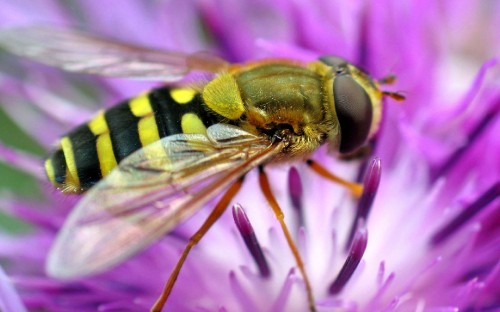 Image black and yellow bee on purple flower