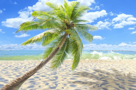 Les Fonds D’écran Palmier Vert Sur la Plage de Sable Blanc Pendant la ...
