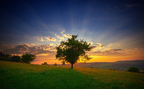 Image green tree on green grass field under blue sky during daytime