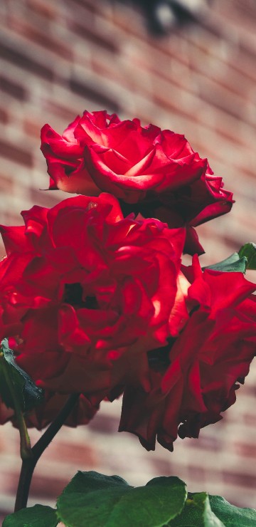 Image red rose in bloom during daytime