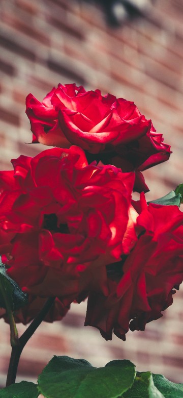 Image red rose in bloom during daytime