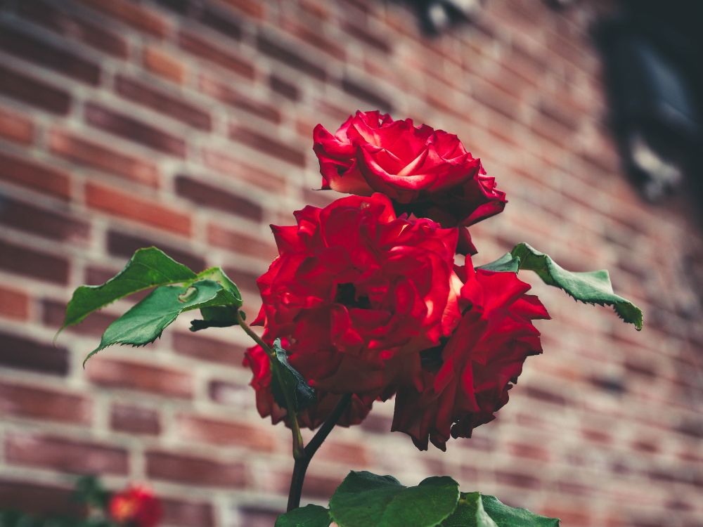 Red Rose in Bloom During Daytime. Wallpaper in 5184x3888 Resolution