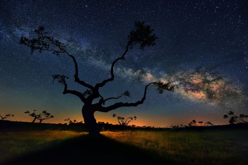 Image silhouette of trees under blue sky during sunset