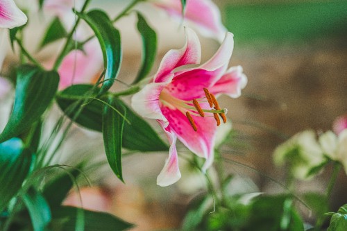 Image pink and white flower in tilt shift lens