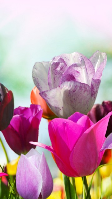 Image purple and pink tulips in bloom during daytime