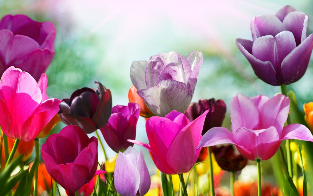 Purple and Pink Tulips in Bloom During Daytime. Wallpaper in 3840x2400 Resolution