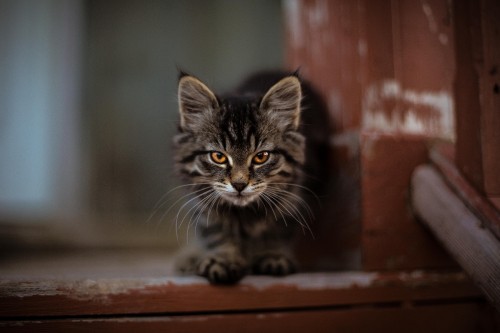 Image silver tabby cat on brown wooden table