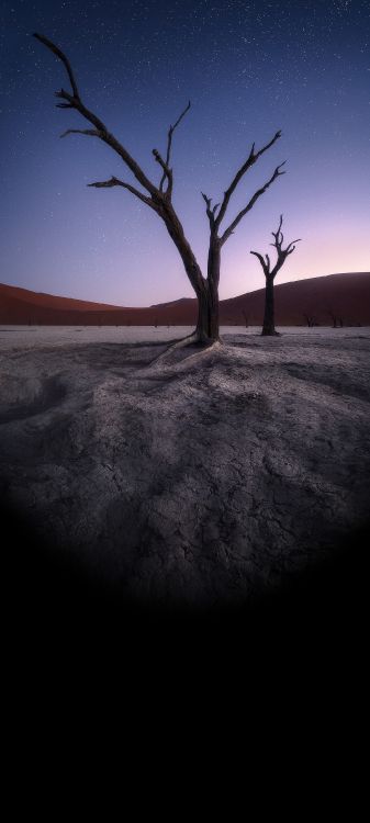 Atmosphäre, Naturlandschaft, Branch, Holz, Cloud. Wallpaper in 1080x2400 Resolution