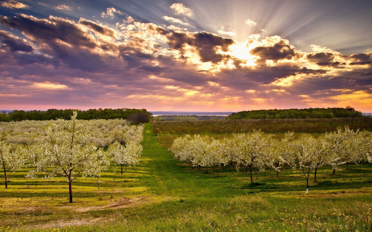 Tagsüber Grüne Wiese Unter Blauem Himmel. Wallpaper in 1920x1200 Resolution