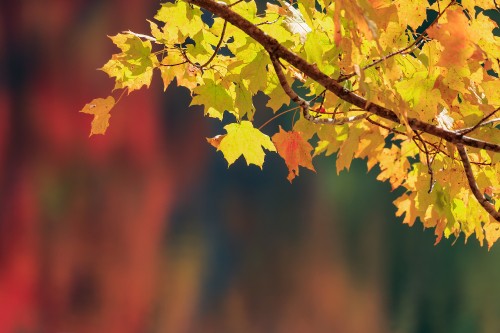 Image yellow maple leaf on tree branch