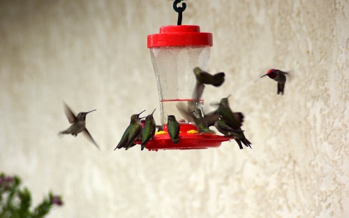 Image three green birds on red and green bird feeder