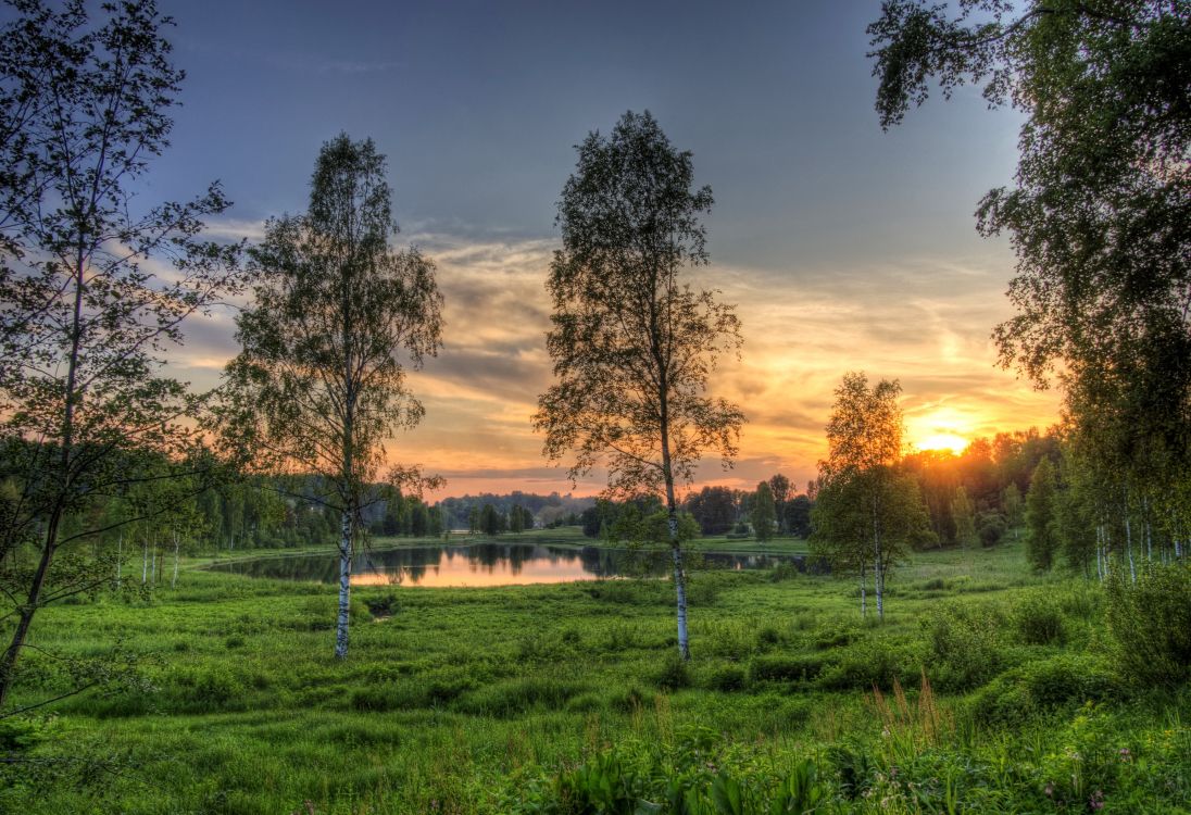 green grass field with trees during sunset