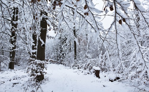 Image brown tree trunk covered with snow