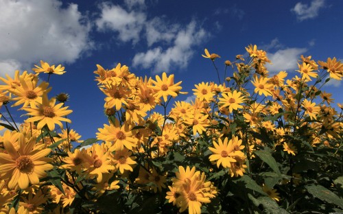 Image yellow flowers under blue sky during daytime