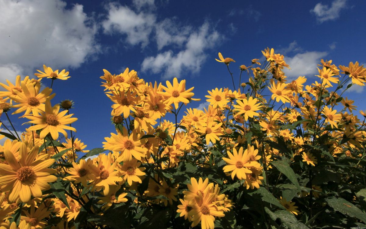 yellow flowers under blue sky during daytime