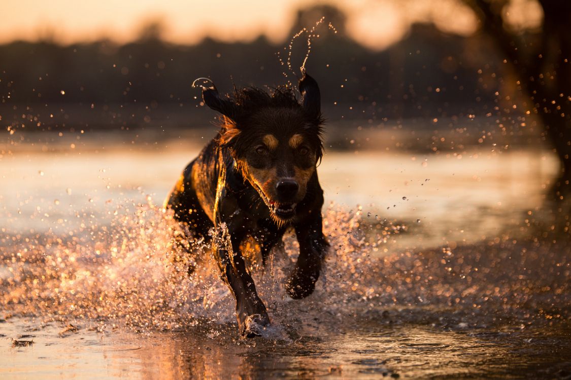 Perro, Raza de Perro, Mustang, Cría, Agua. Wallpaper in 2048x1365 Resolution