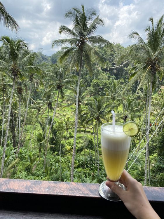 Kokosnuss, Wasser, Palme, Wissenschaft, Biologie. Wallpaper in 1536x2048 Resolution