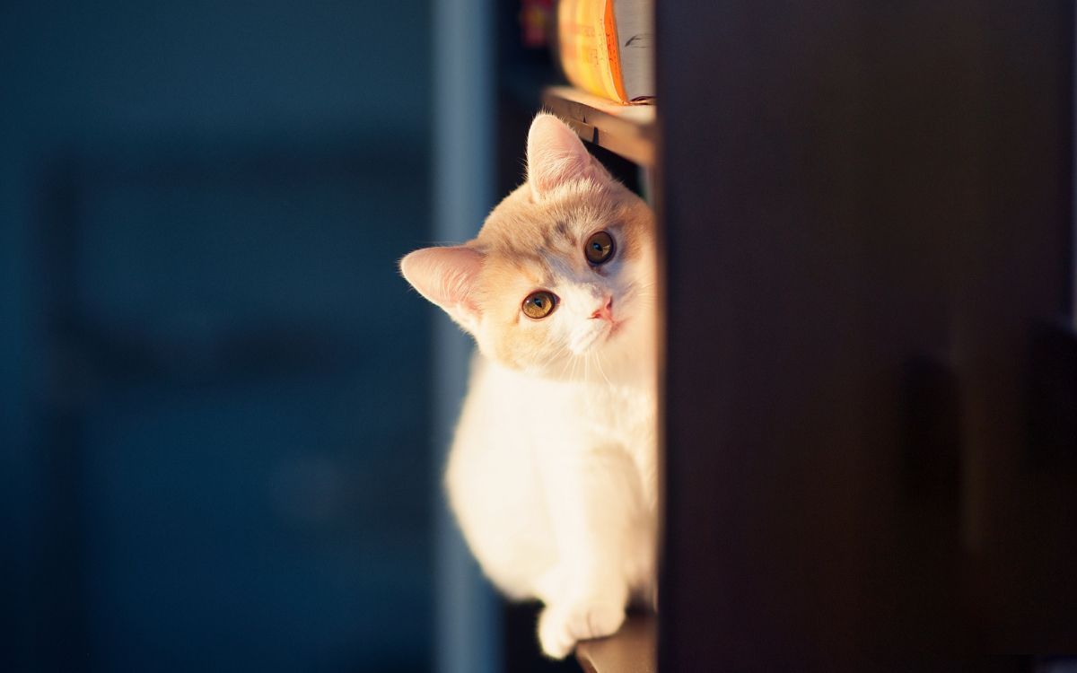 white cat on brown wooden shelf