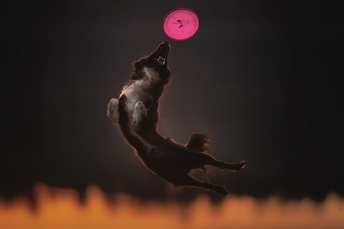 la Atmósfera de la Tierra, Tierra, Ambiente, de Los Vertebrados, Rendimiento. Wallpaper in 2048x1365 Resolution