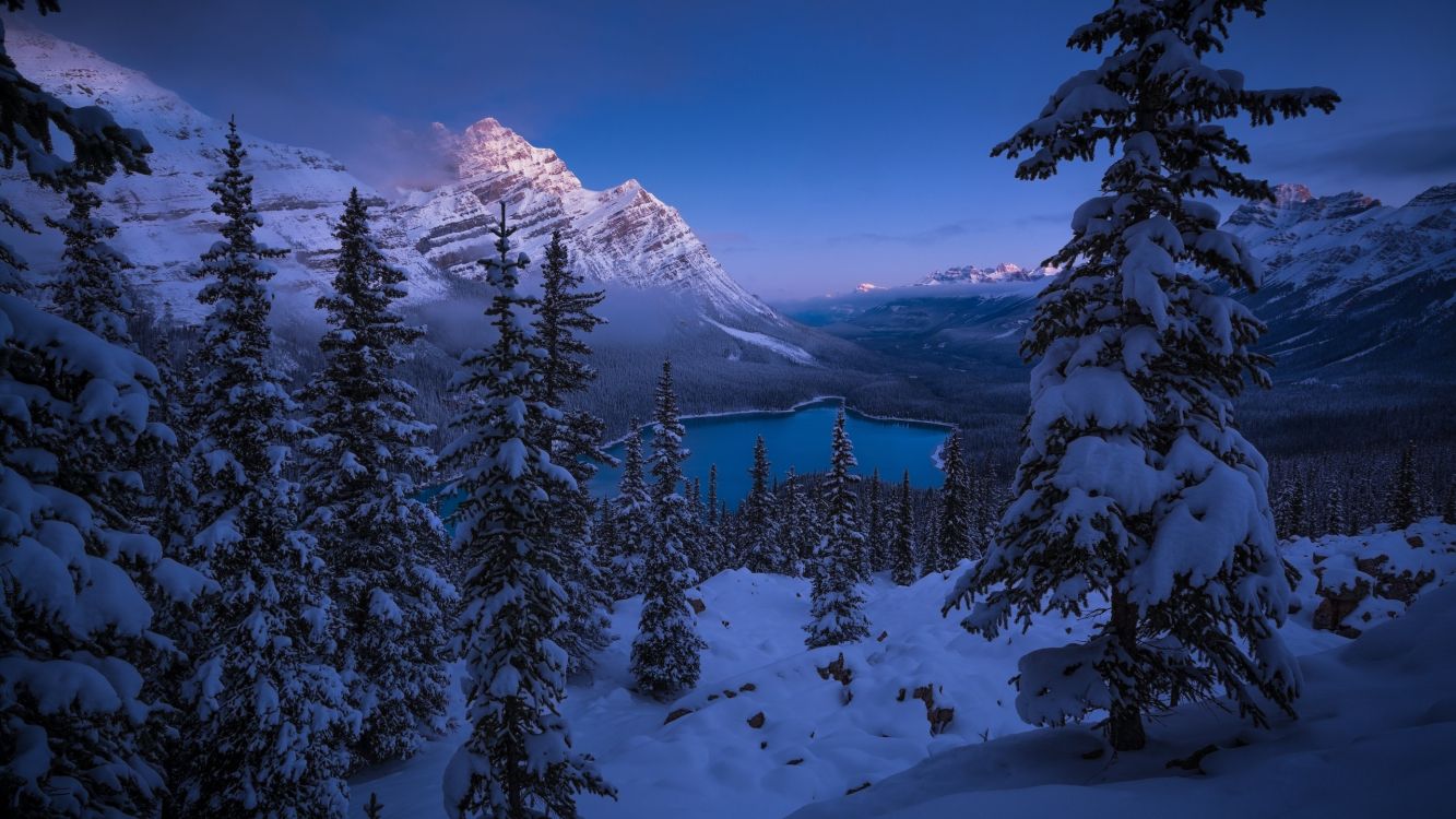 snow covered pine trees and mountains during daytime