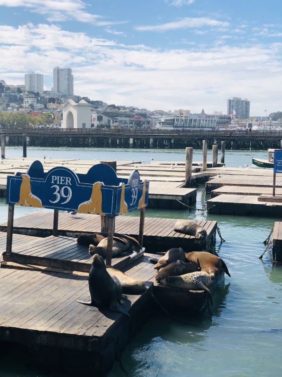 Pier, San Francisco, Pier 39, Boot, Tourismus. Wallpaper in 3024x4032 Resolution