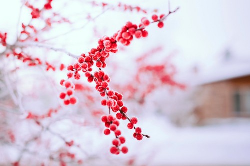 Image red round fruits on white snow