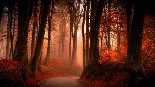 Image brown trees on forest during daytime