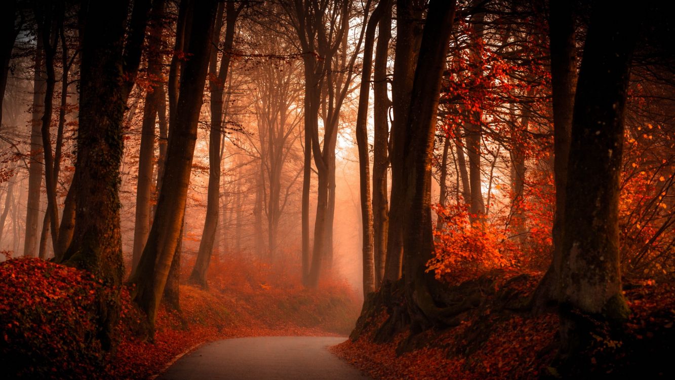 brown trees on forest during daytime