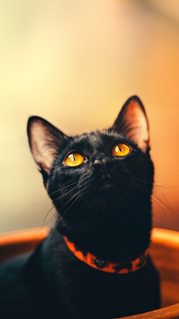Image black cat in brown round container