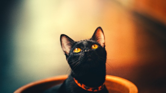 Image black cat in brown round container