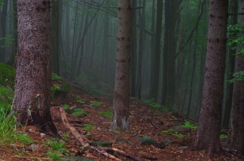 Image green trees on forest during daytime