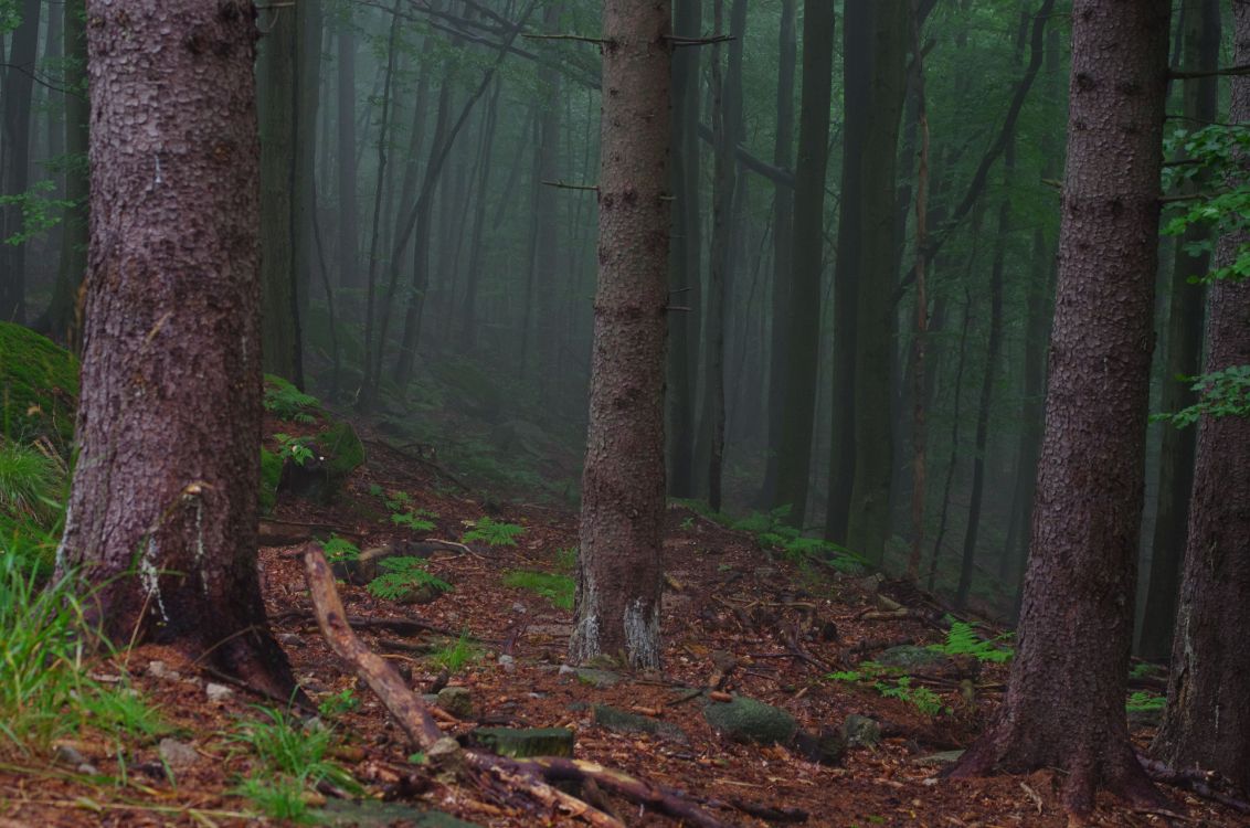 green trees on forest during daytime