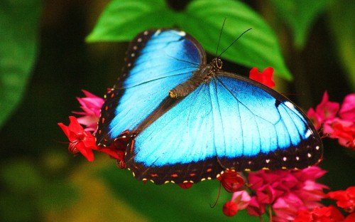 Image blue and white butterfly on red flower