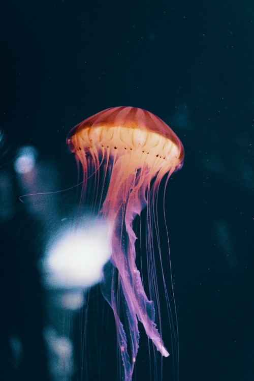 Image blue jellyfish in water in close up photography