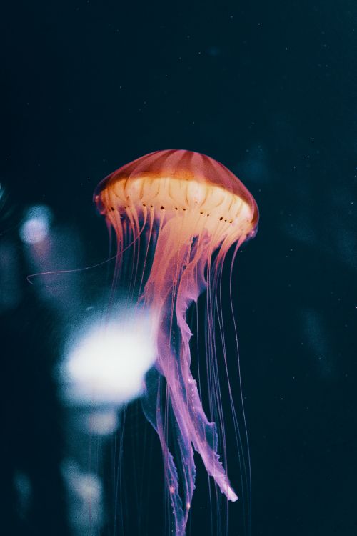 blue jellyfish in water in close up photography