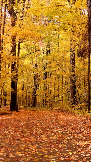 Image brown wooden bench surrounded by brown leaves on ground