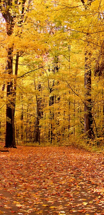 Image brown wooden bench surrounded by brown leaves on ground