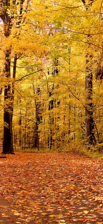 Image brown wooden bench surrounded by brown leaves on ground