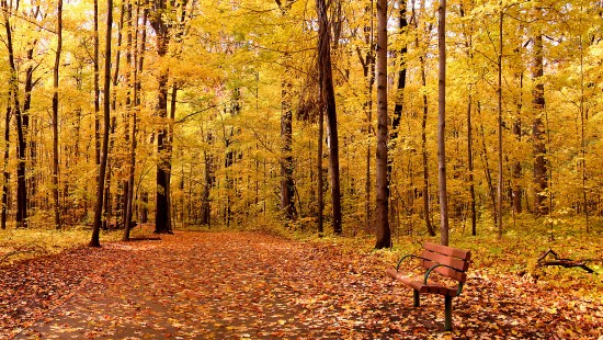 Image brown wooden bench surrounded by brown leaves on ground